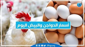 أسعار الدواجن والبيض الجمعة 5-7-2024 بمحافظة البحيرة