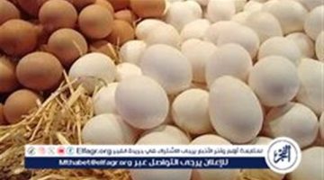 أسعار طبق البيض اليوم الجمعة 13-9-2024 في قنا