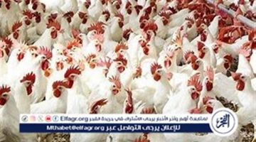 أسعار الدواجن اليوم الجمعة 25-10-2024 في الدقهلية