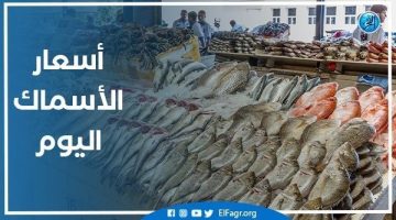 أسعار السمك اليوم الخميس 31-10-2024 في محافظة قنا