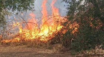 في أراضي زراعية ونخيل.. نشوب حريق في قرية بأبوقرقاص