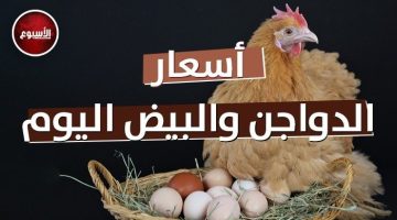 بورصة الدواجن اليوم.. كم تسجل أسعار الفراخ البيضاء الآن؟